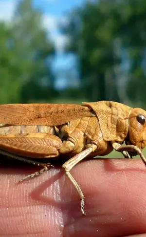 Sibirische Stute Locust