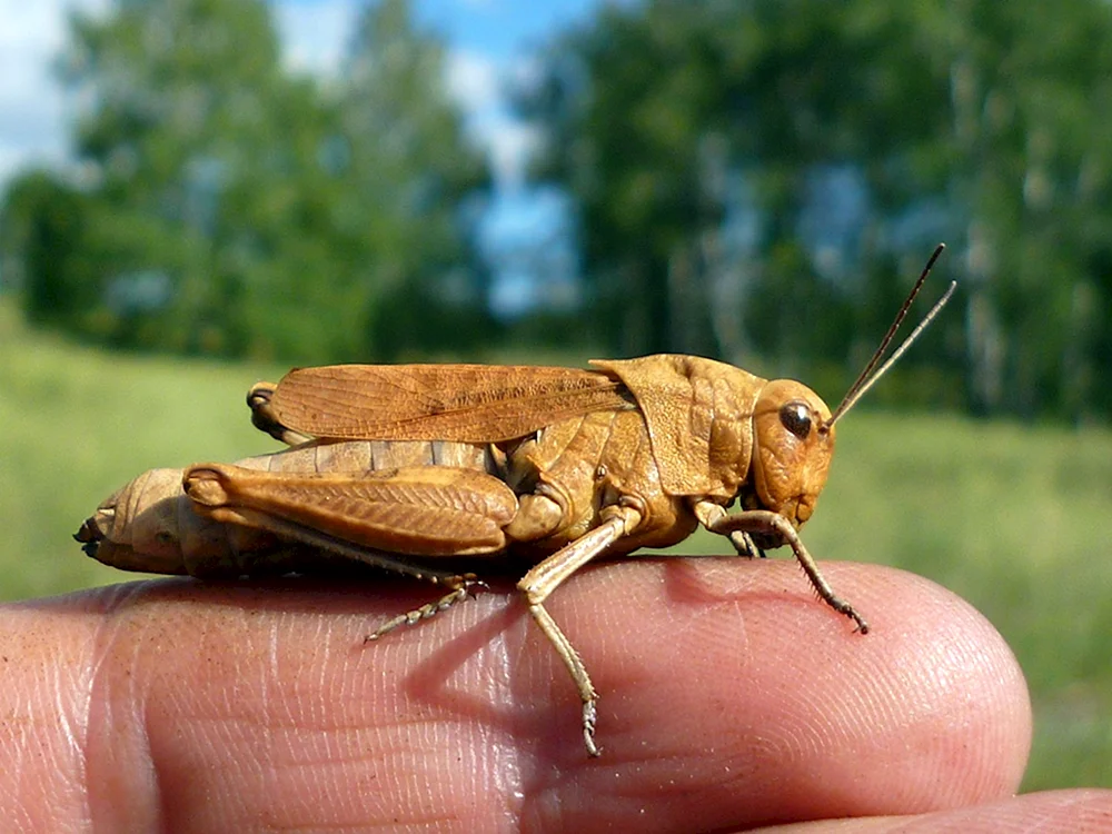 Sibirische Stute Locust