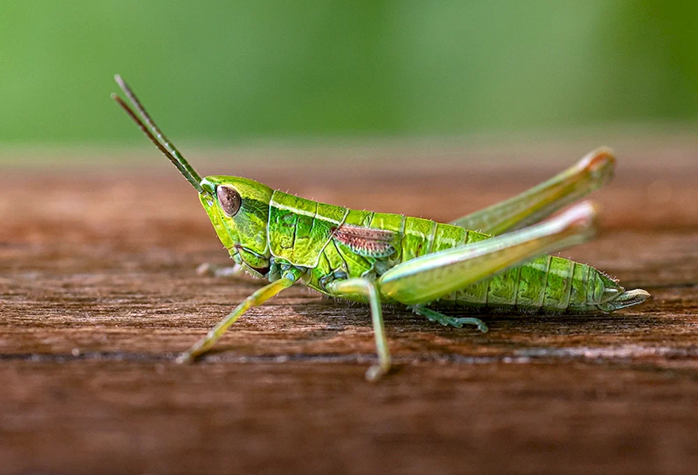 Sibirische Stute Locust