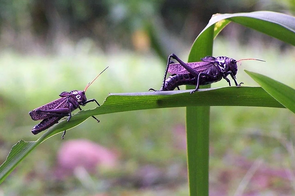 Sibirische Stute Locust