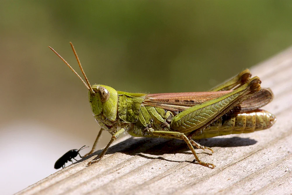 Sibirische Stute Locust