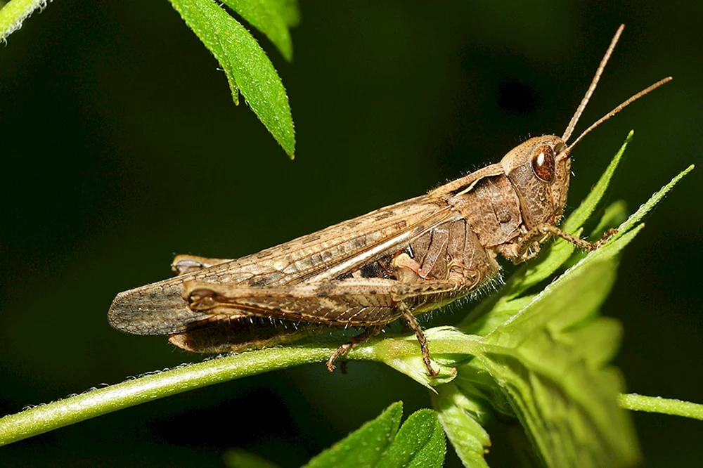 Sibirische Stute Locust