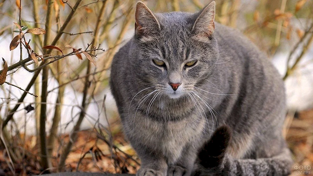 Sibirische Kurzhaarkatze