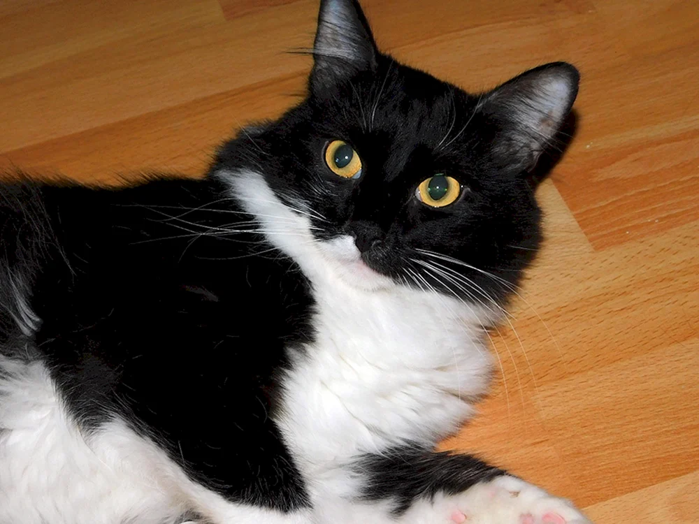 Sibirisch Bicolour Kurzhaar Katze