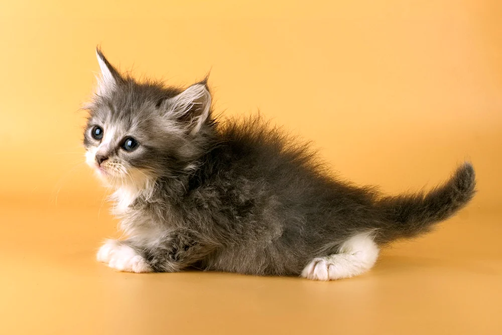 Sibirische Katze
