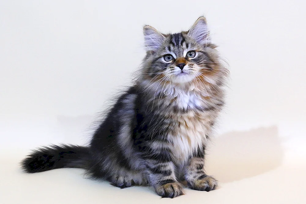 Sibirische Katze marmoriert Farbe