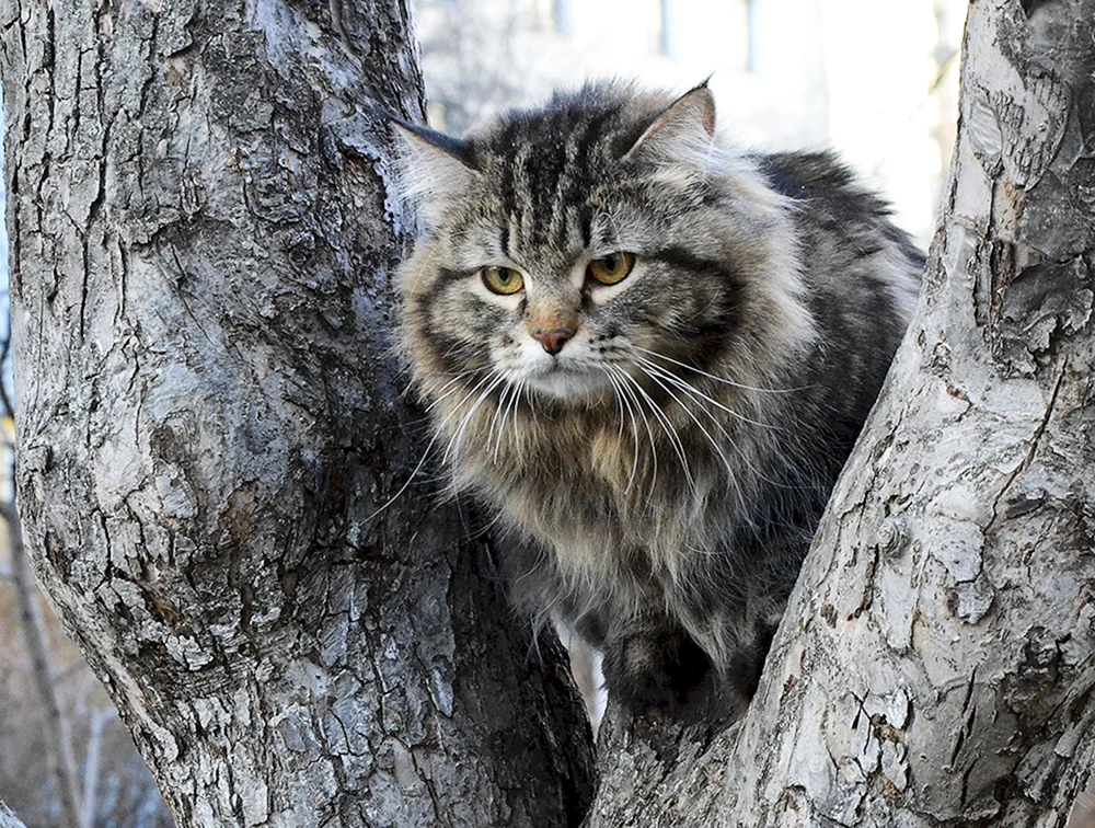 Sibirische Waldkatze grau