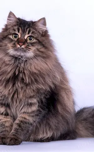 Sibirische Katze