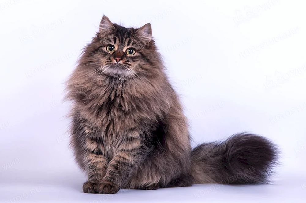 Sibirische Katze