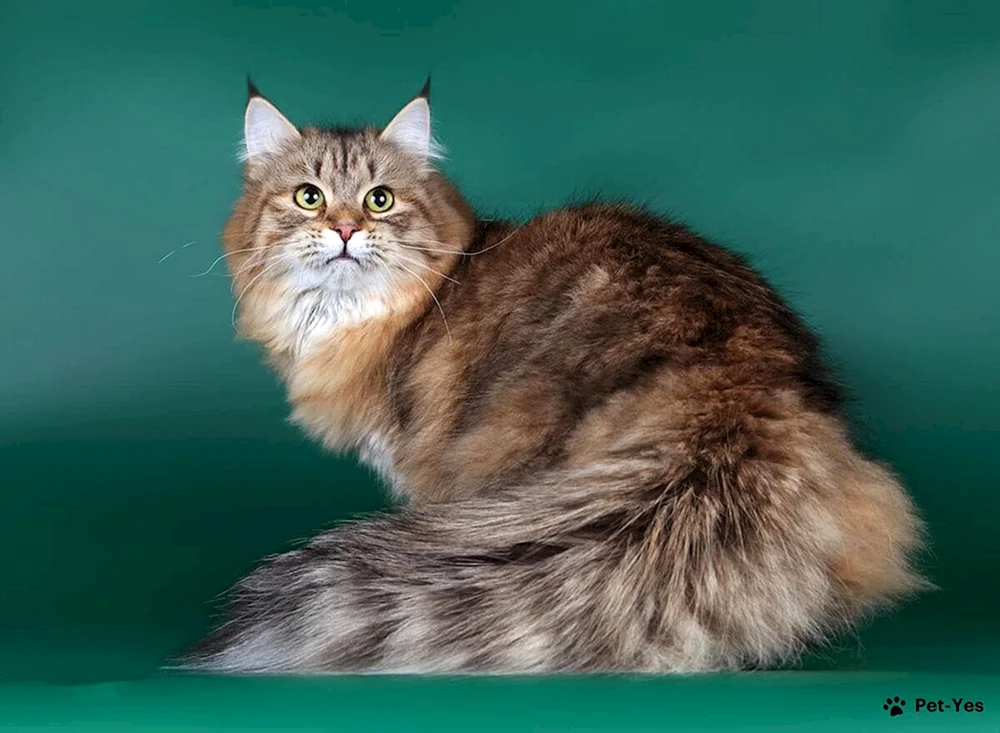 Sibirische Katze