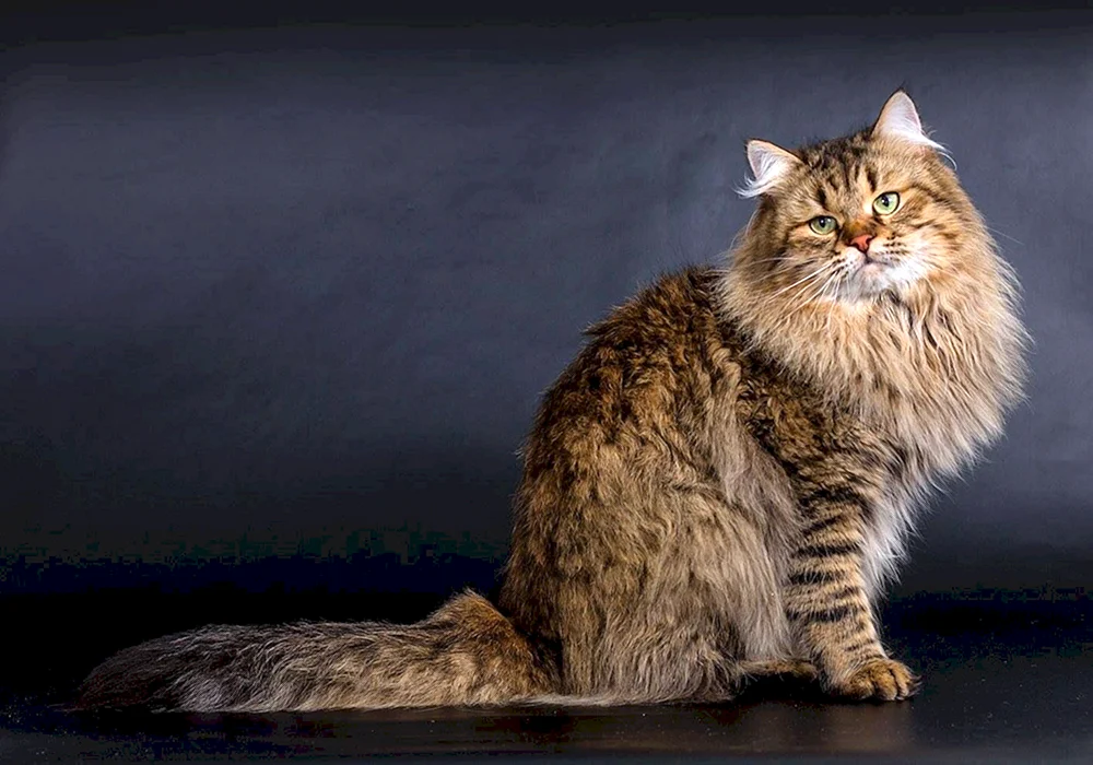 Sibirische Langhaarkatze