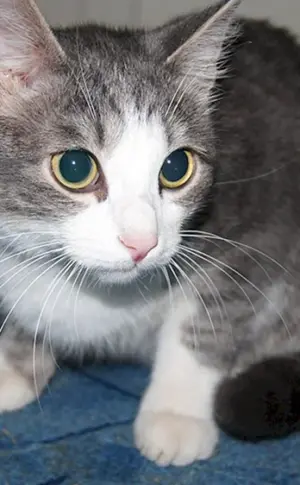 Sibirische Agouti Katze
