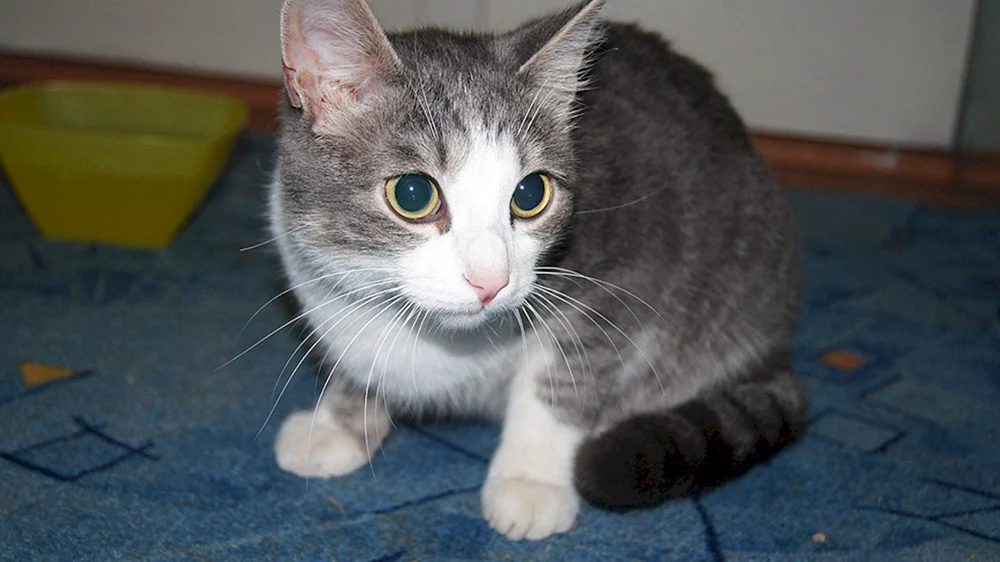 Sibirische Agouti Katze