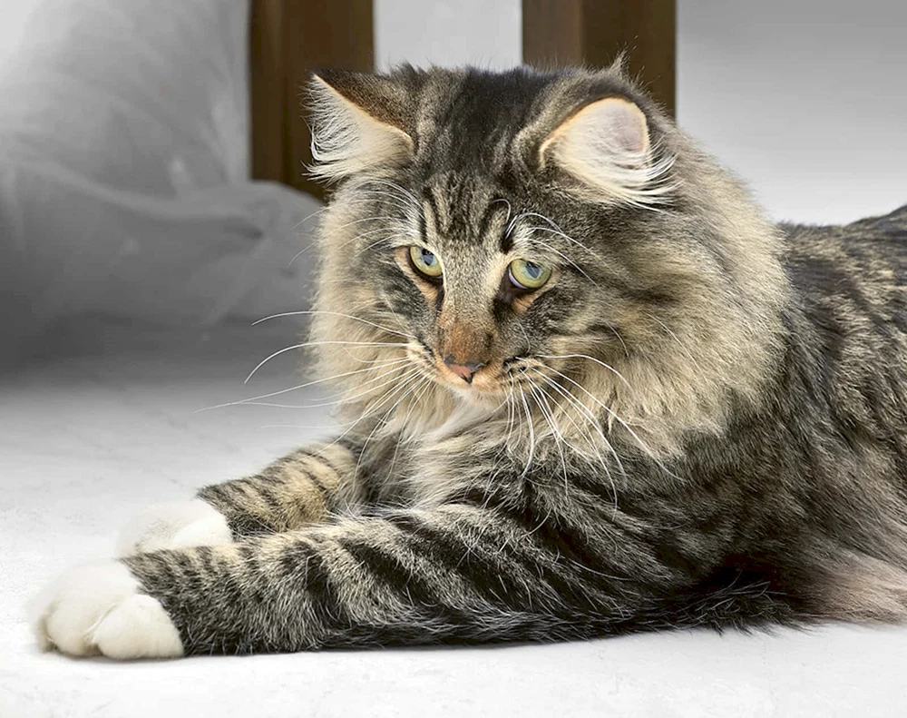 Norwegische langhaarige Waldkatze