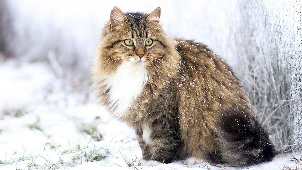 Ragdoll und Newski-Maskenkatze