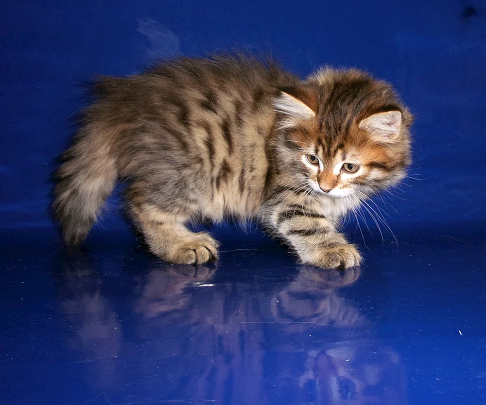 Sibirische Katzen
