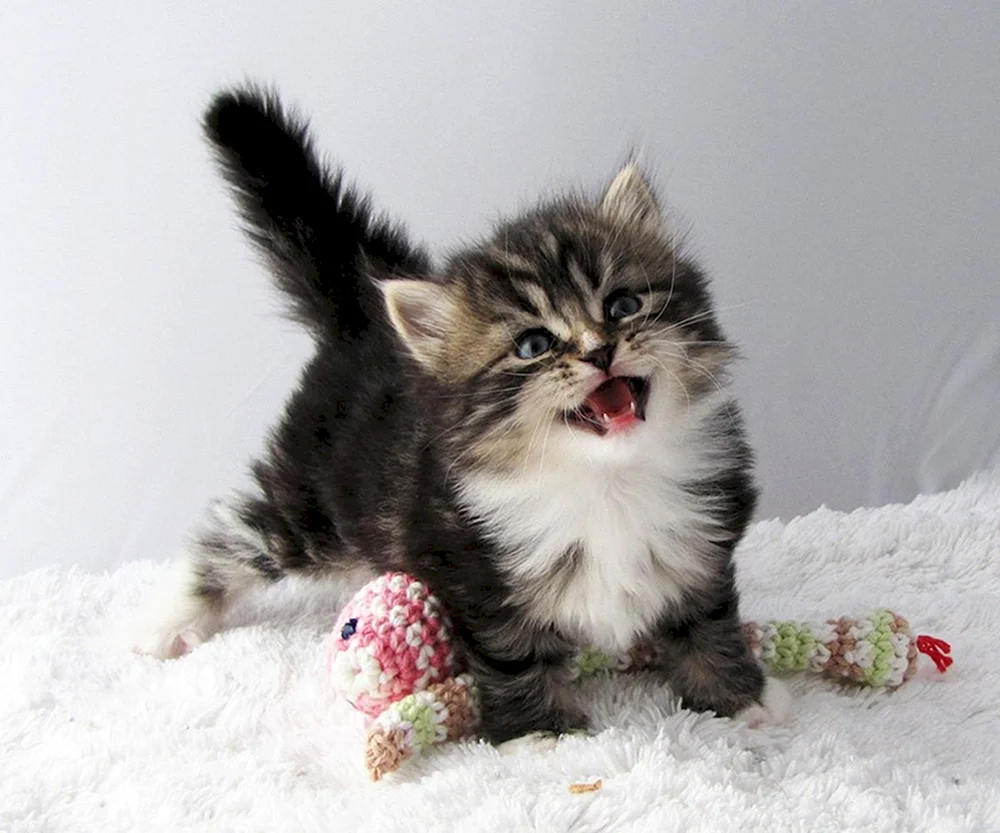 Sibirische Katze Zwinger von Sibirischen Katzen