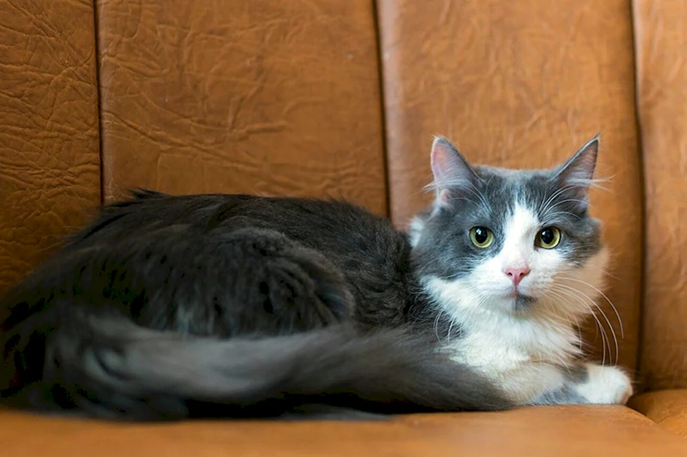 Sibirische Bicolour Katze