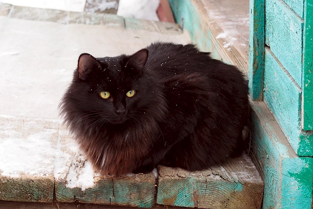 Sibirische Langhaar schwarze Katze
