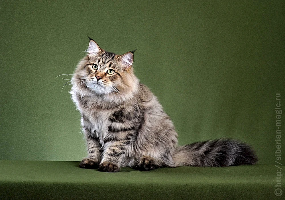 Sibirische Langhaarkatze Katze