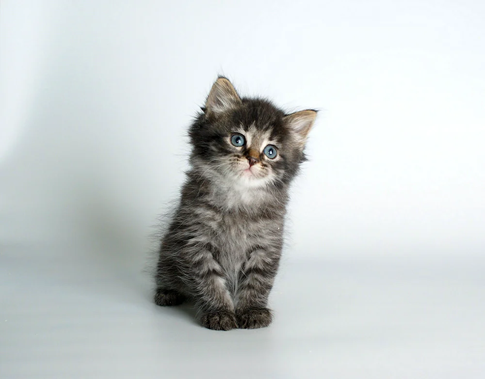Sibirische Katze schwarz gestromt