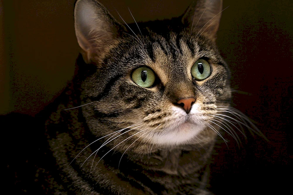 Sibirische Kurzhaar Katze