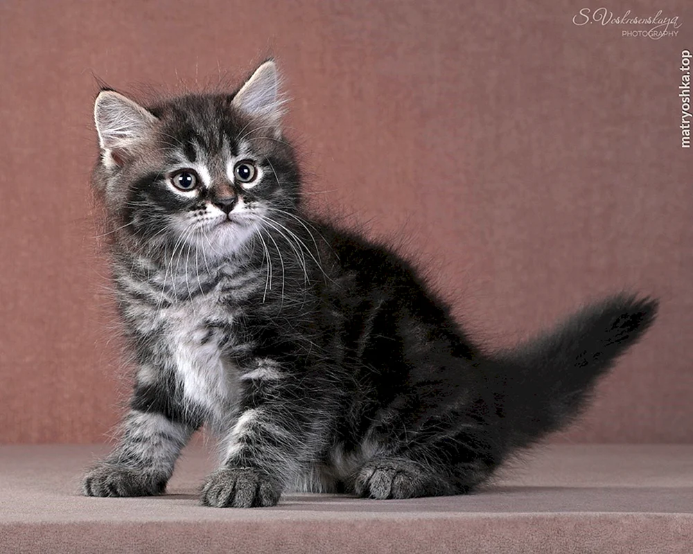 Sibirische Langhaar schwarze Katze Tiffany Rasse