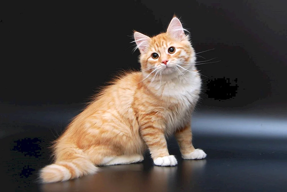 Angora Sibirische Katze ingwer