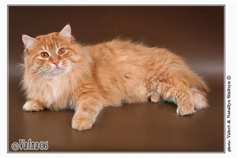 Sibirische Katze langhaarig ingwer