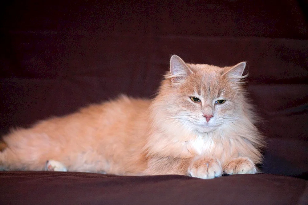 Britische Glatthaar-Fahlkatze