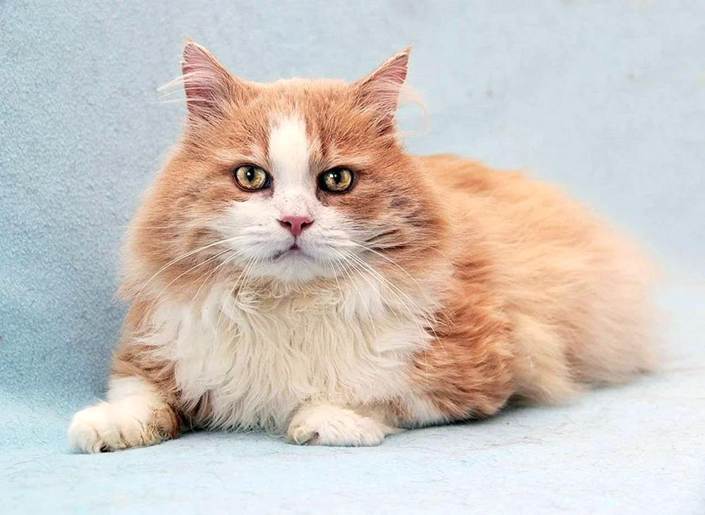 Peroxy Mestizo Katze