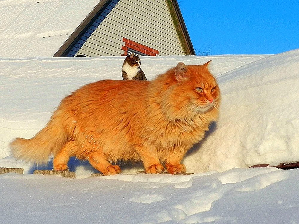 Sibirische Katze langhaarig Sibirische Katze