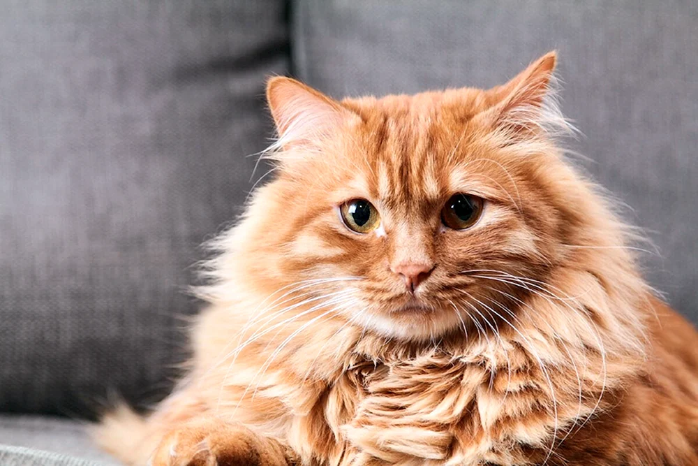 Sibirische Katze ingwer Langhaarkatze