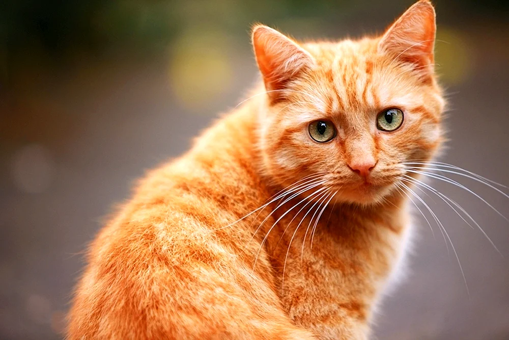 Sibirische Rot Kurzhaarkatze
