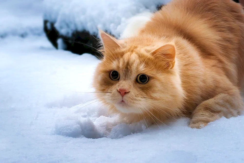 Katze im Schnee
