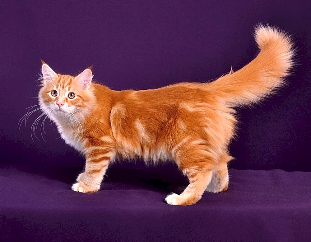 Sibirische Rot Kurzhaarkatze