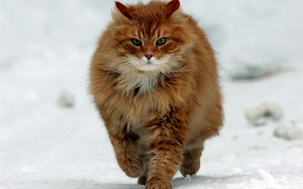 Sibirische Katze rot langhaarig