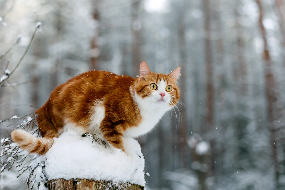 Sibirische Katze rot kurzhaarig