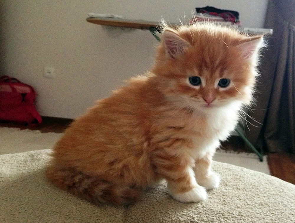 Sibirische Katze rot kurzhaarig
