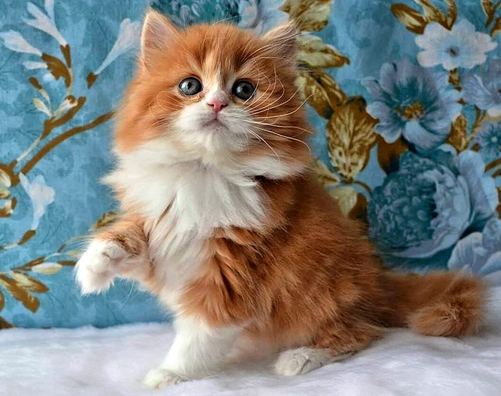 Sibirische Katze rot tricolour