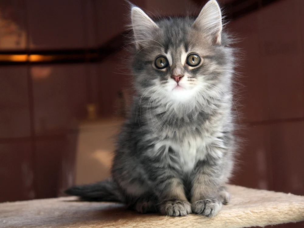 Sibirisch grau rauchig Katze