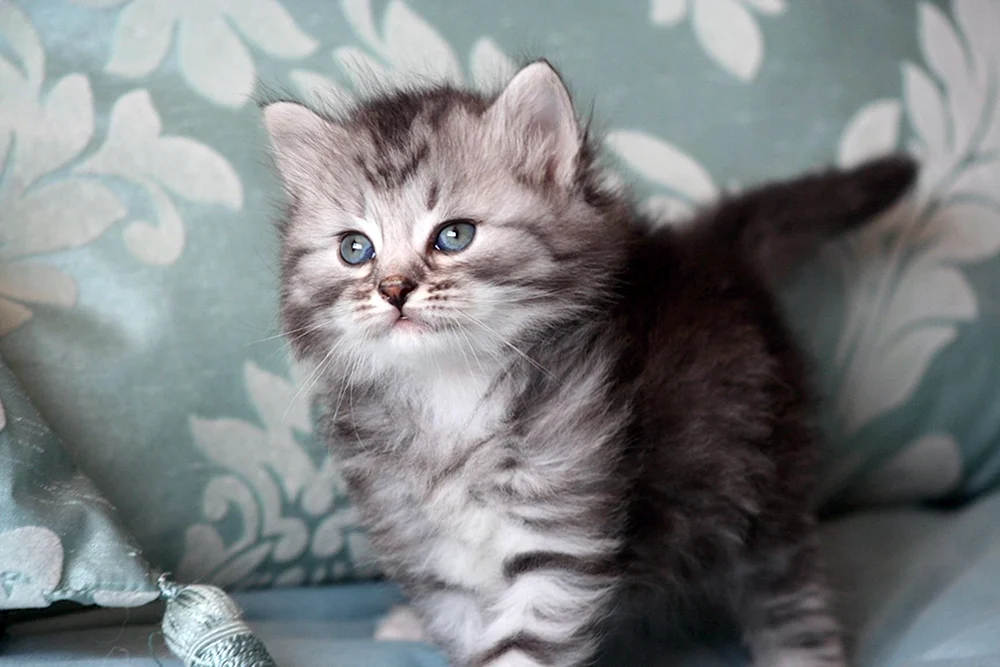 Sibirische Katze bicolour