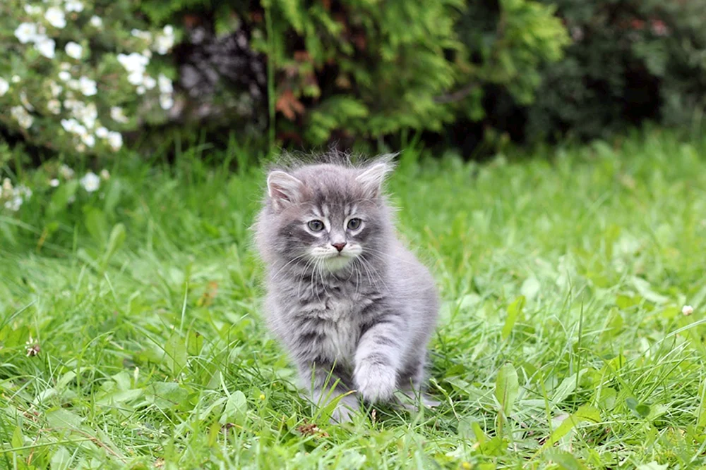 Sibirische Katze