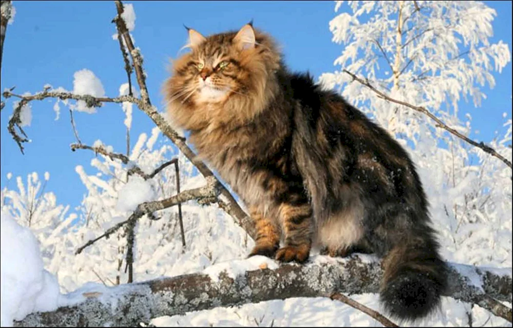 Sibirische Katze