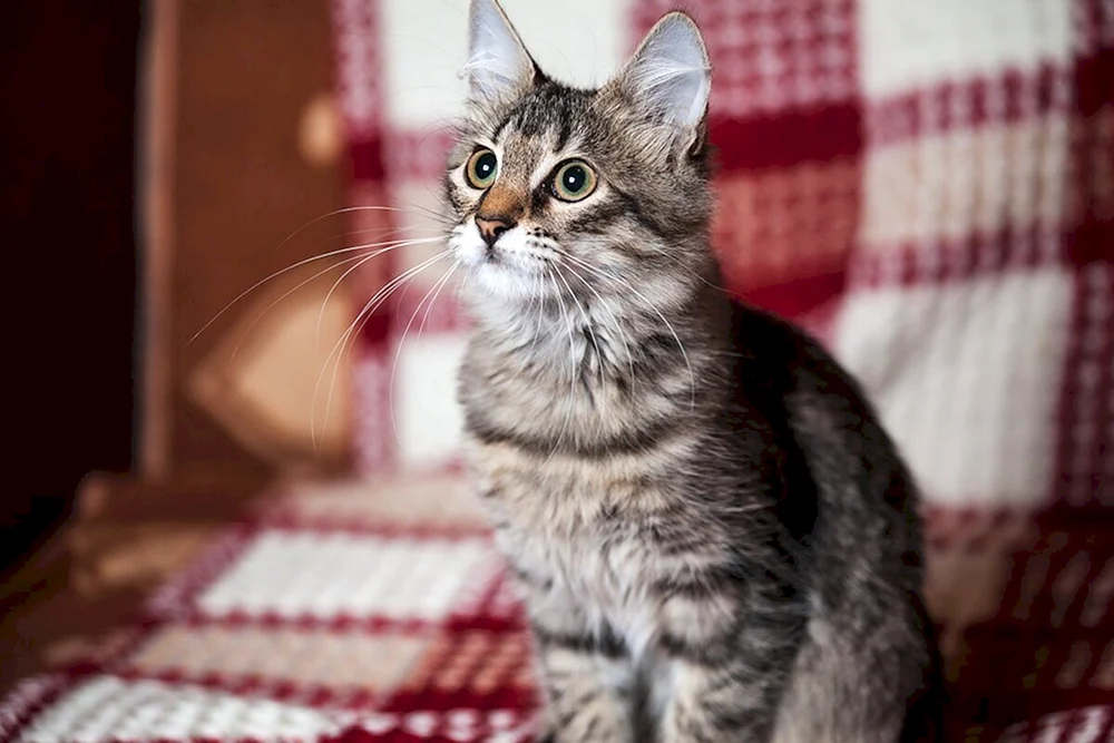 Sibirisch gestromte Katze