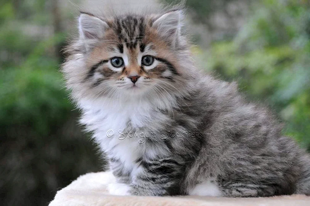 Sibirische Katze Tigerfarbe
