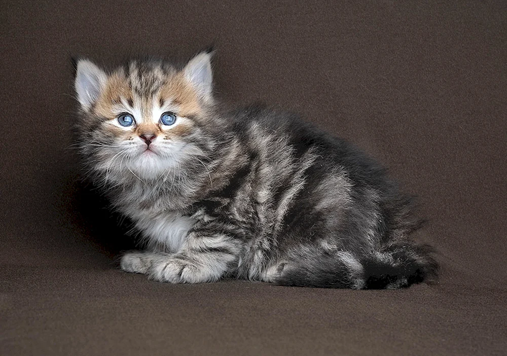 Sibirische Katze gestromt Braun
