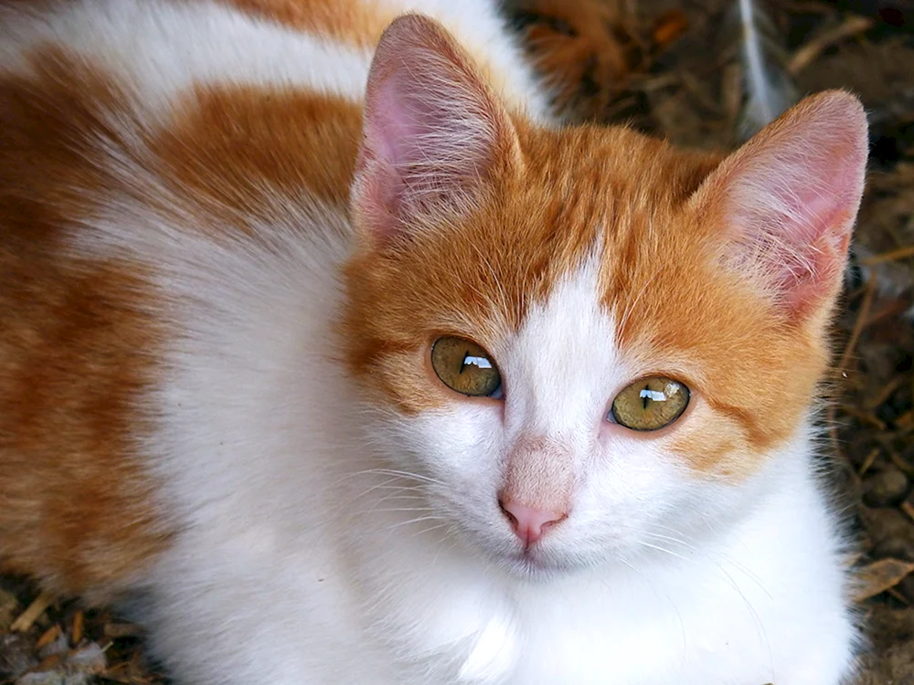 Sibirische Katze tricolour kurzhaarig