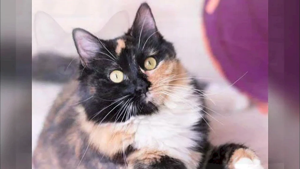 Sibirische Tricolour-Kurzhaar-Katze