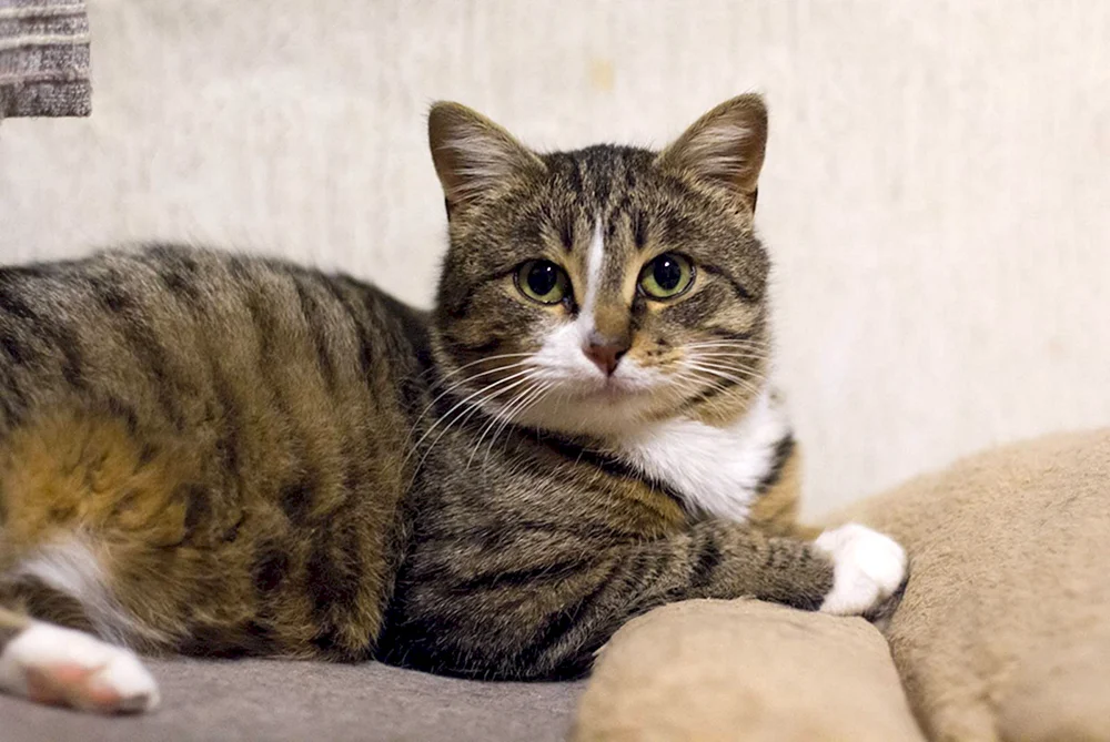 Sibirische Rattenfänger Katze